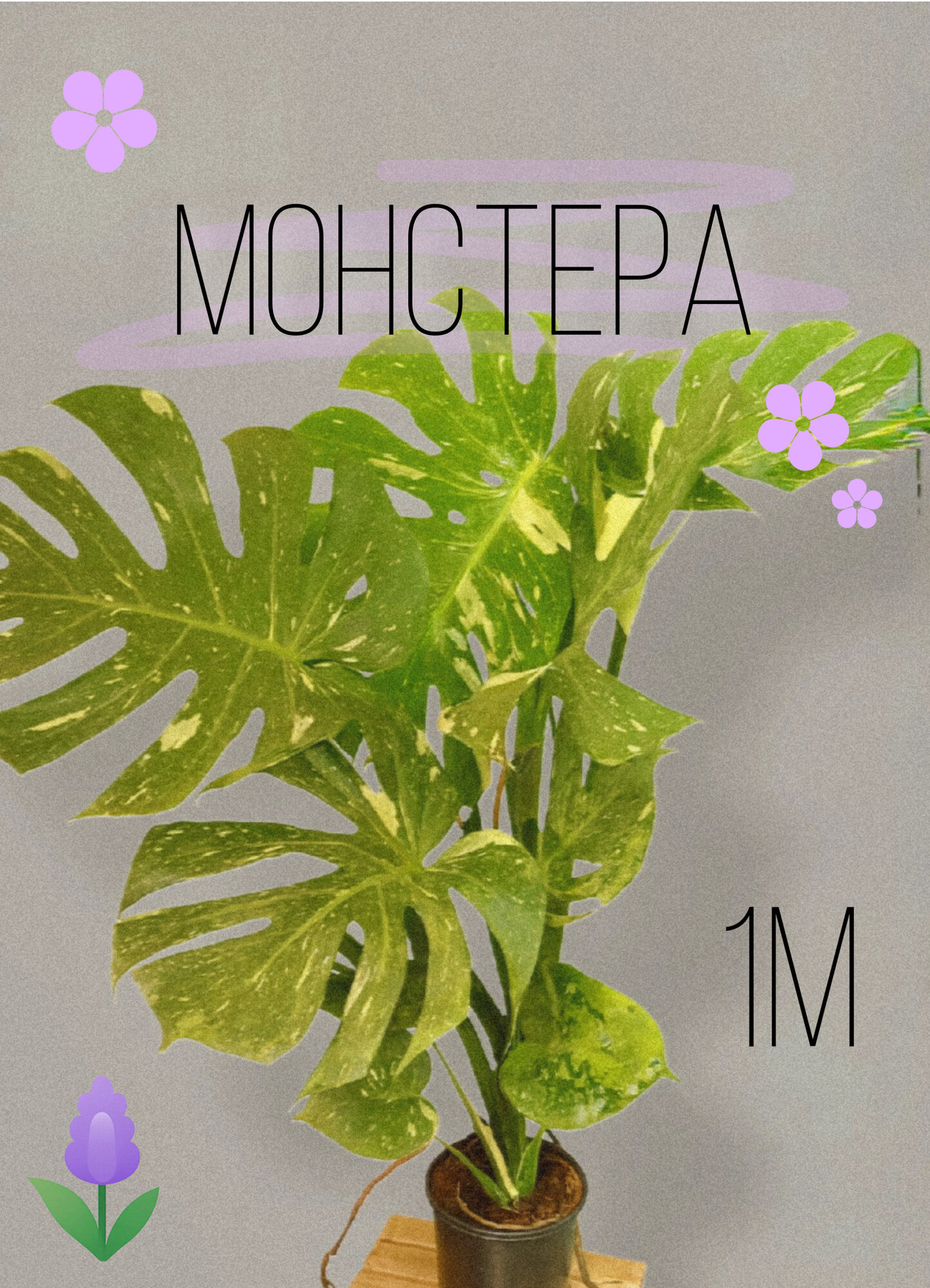 Монстера вариегатная (Monstera deliciosa ‘Variegata’) — стильное комнатное растение с бело-зелёными листьями