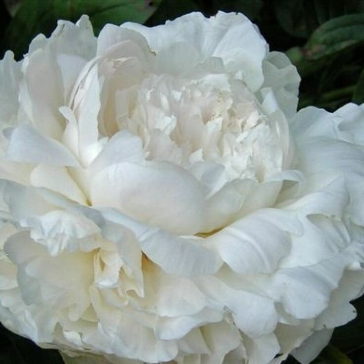 Пион травянистый омео сноу 1шт