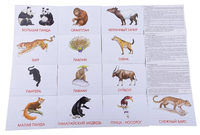 Набор карточек Маленький гений Животные Азии 21x15 см 16 шт.