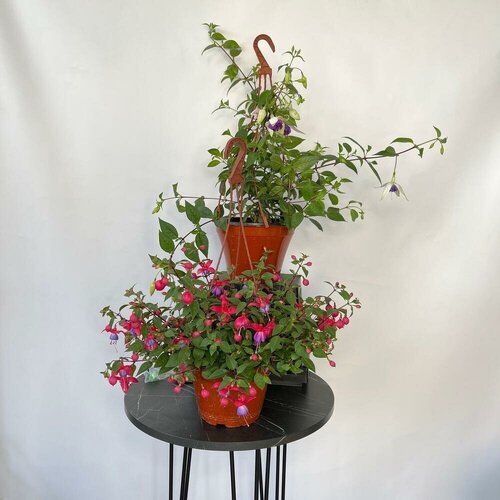 Уличное растение Фуксия - 2 горшочка