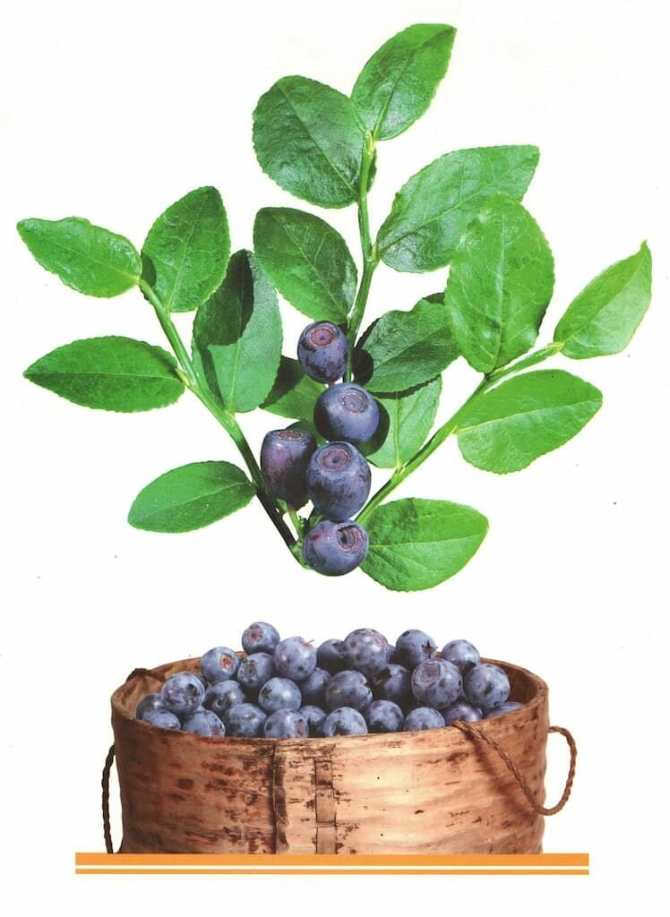 Комплект демонстрационных и раздаточных карточек "Ягоды"