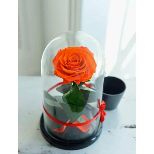Роза в колбе TheRoseDome Premium Hit стабилизированная оранжевая 3290₽