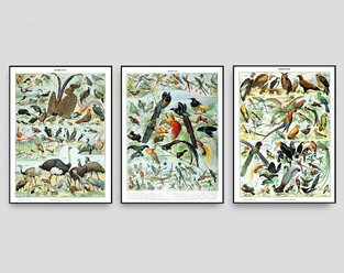 Набор интерьерных постеров "Птицы" размер А3, без рамки / Винтажная Биология "Мир Животных" - ретро иллюстрации, старый учебный плакат для интерьера и в подарок