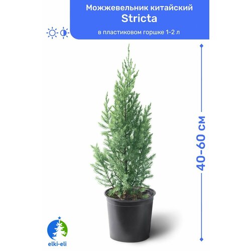 Можжевельник китайский Stricta (Стрикта) 40-60 см в пластиковом горшке 1,5-3 л, саженец, хвойное живое растение можжевельник прибрежный blue pacific блю пацифик 40 60 см в пластиковом горшке 3 л саженец хвойное живое растение