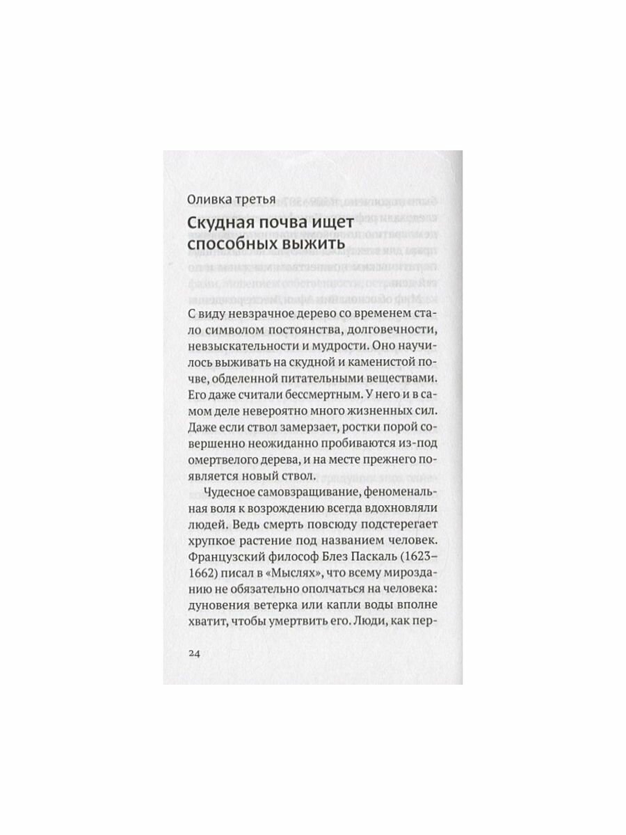 Дивная олива. Краткое культурологическое исследование - фото №10