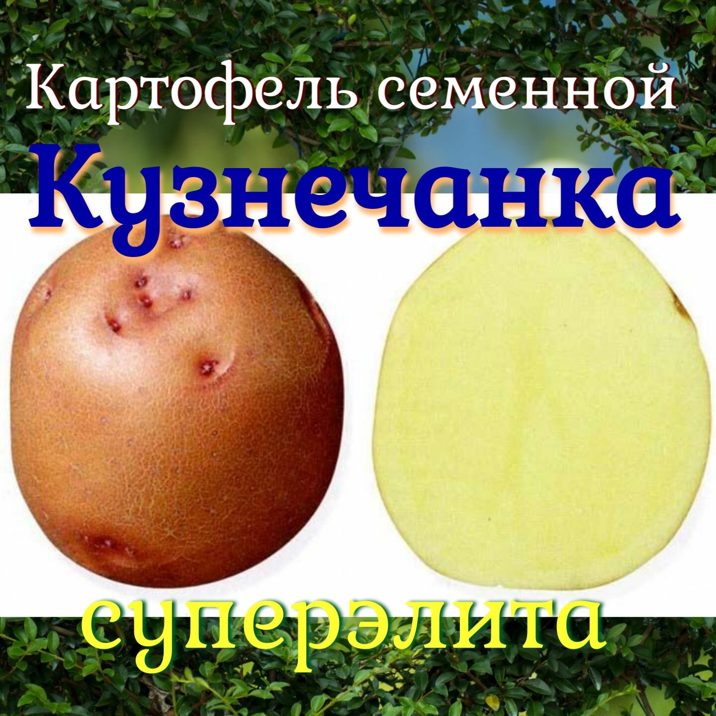 Семенной селекционный картофель Кузнечанка Суперэлита 2 кг