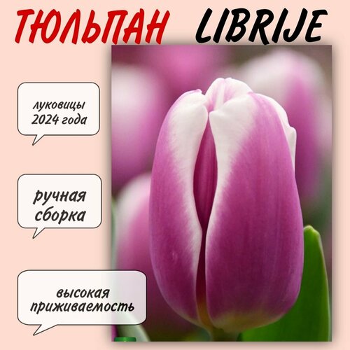 Луковицы тюльпана, сорт Librije, 7 шт луковицы тюльпанов outfit 10 штук