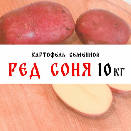 Семенной картофель сорта "Ред Соня" 10кг, клубни, 1я репродукция