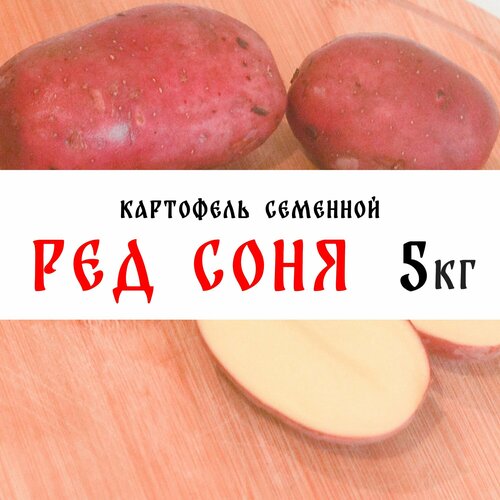 Семенной картофель сорта Ред Соня 5кг, клубни, 1я репродукция картофель ред соня 2кг