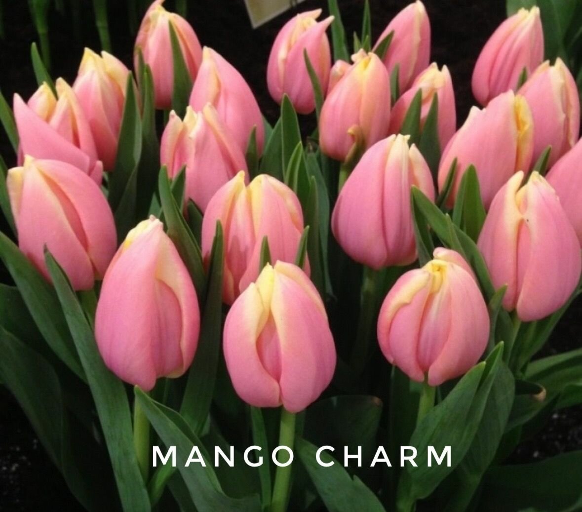 Тюльпаны пионовидные , луковицы сорт MANGO CHARM (4 штуки)
