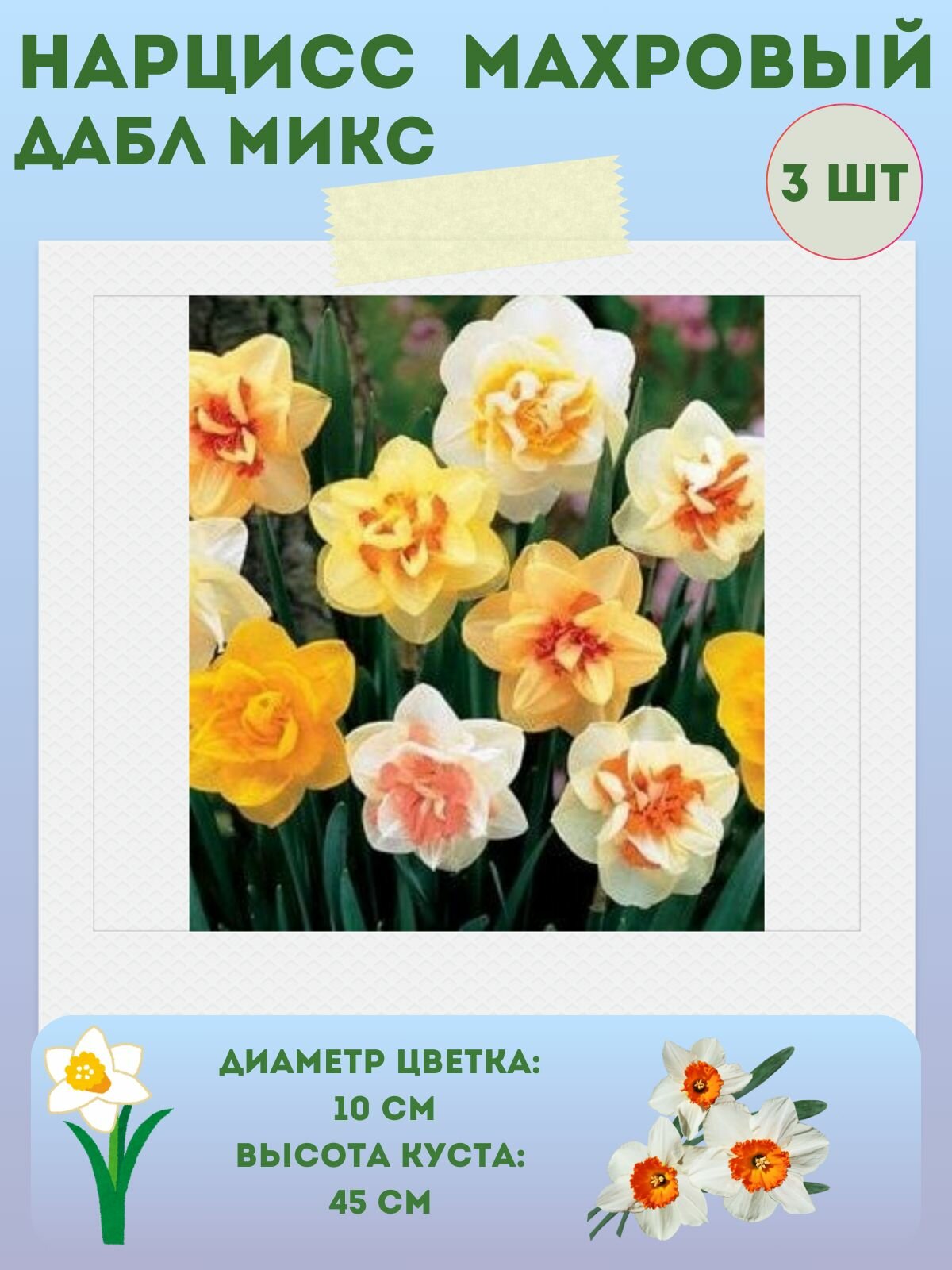 Нарцисс Дабл Микс многолетние цветы луковицы 3 шт