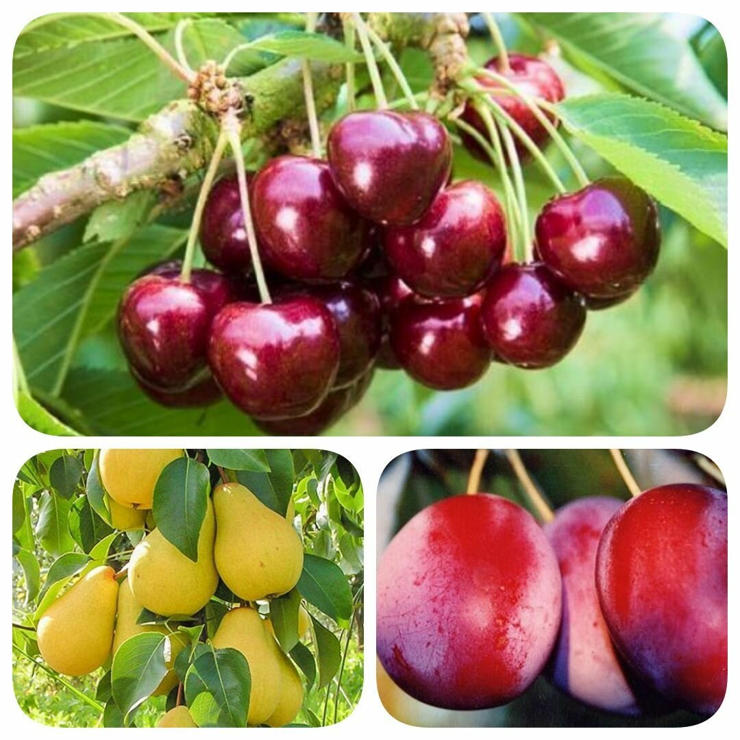 Набор из 3-х сортов саженцев груши колоновидной сливы черешни 