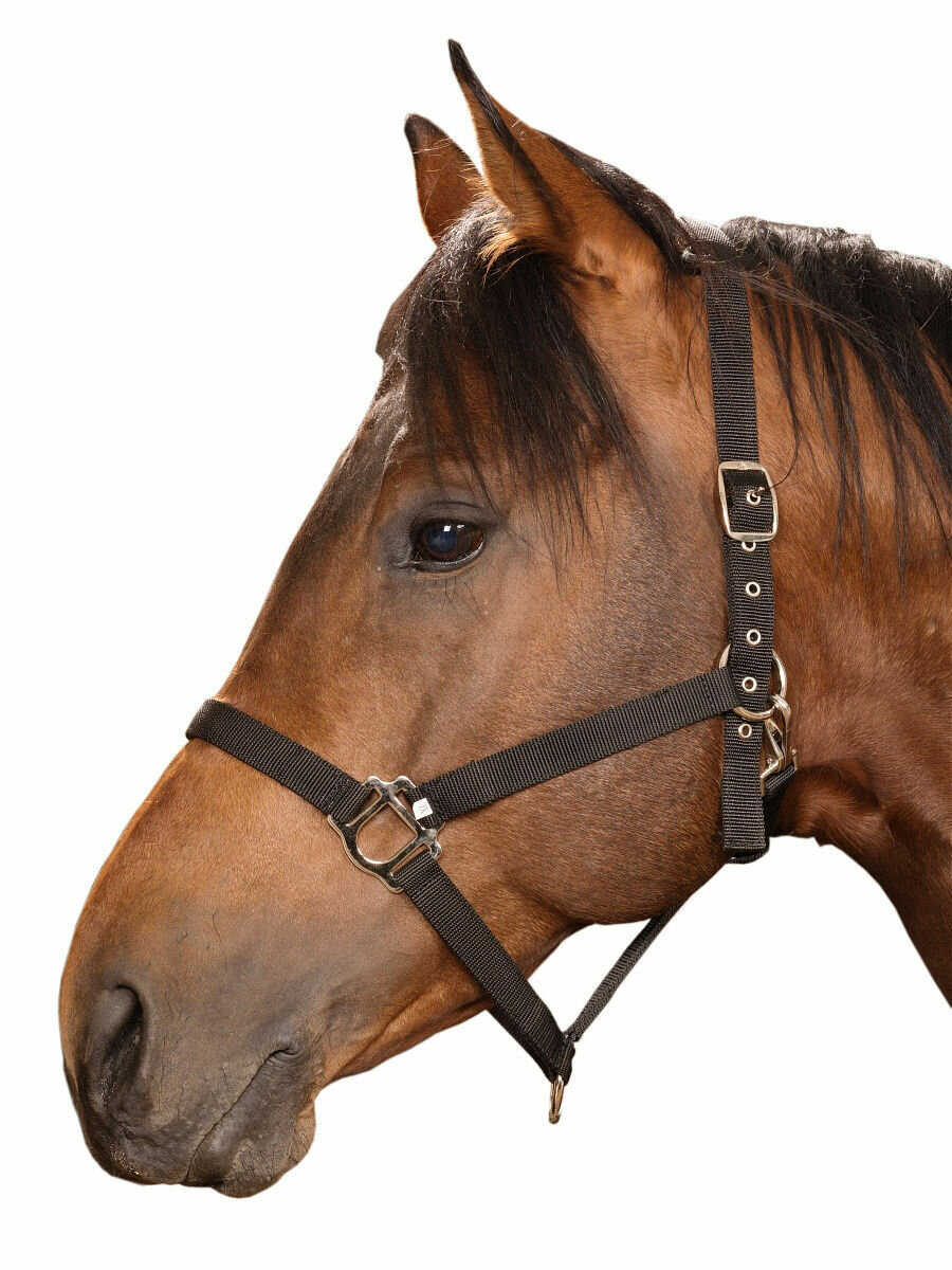 Sweethorse / Недоуздок для лошади и пони FULL — фото 1