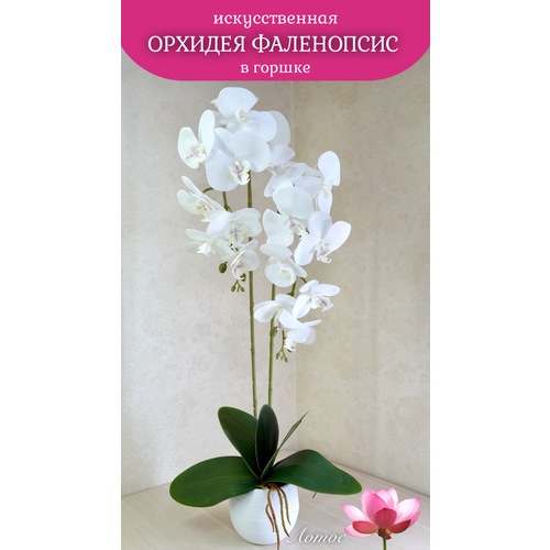 Орхидея фаленопсис 4 двойная в горшке от брендаЛотос 1600₽