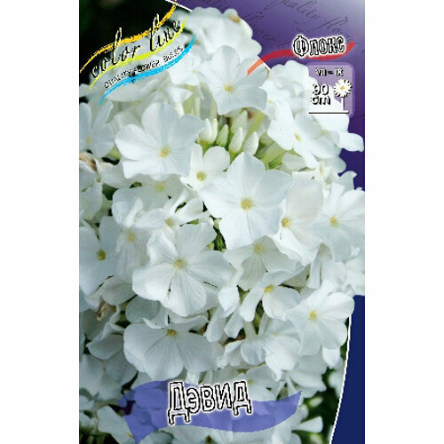 Флокс метельчатый David (1 шт.)