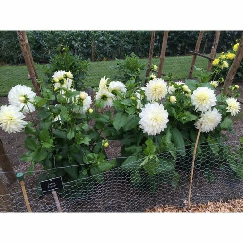 Георгина Флюрел 1 шт 1329₽