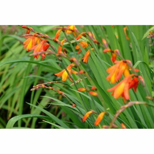 Монтбреция микс 10 шт 949₽