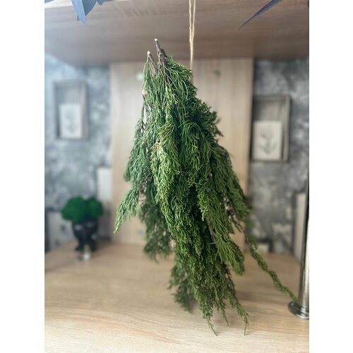 Можжевельника с ягодами ароматный для декора ветки