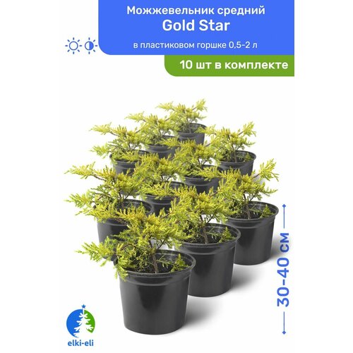 Можжевельник средний Gold Star (Голд Стар) 30-40 см в пластиковом горшке 0,5-2 л, саженец, хвойное живое растение, комплект из 10 шт