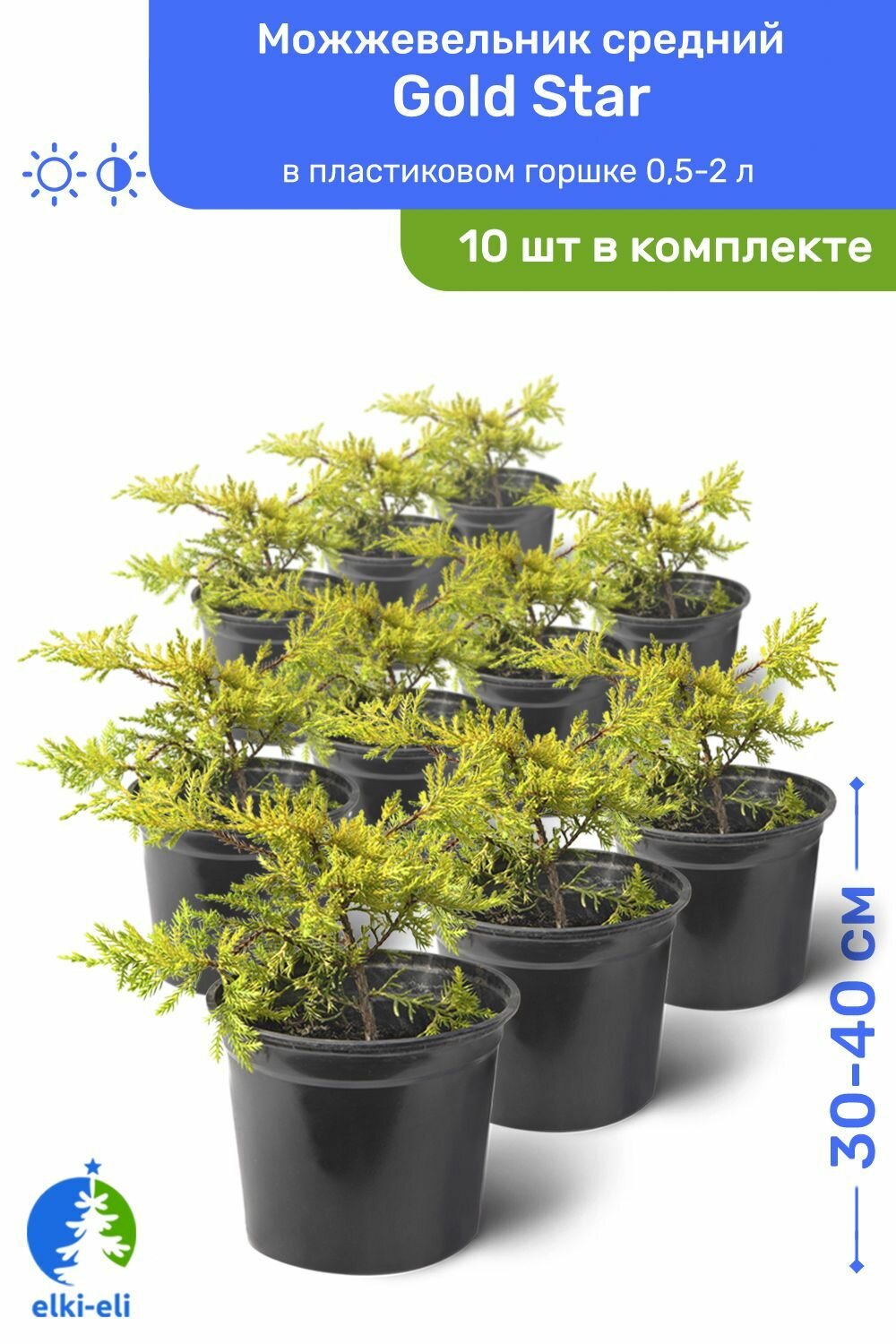 Можжевельник средний Gold Star (Голд Стар) 30-40 см в пластиковом горшке 0,5-2 л, саженец, хвойное живое растение, комплект из 10 шт