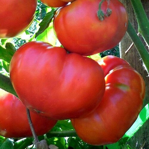 Томат Сибиряк F1 автор. (семена).