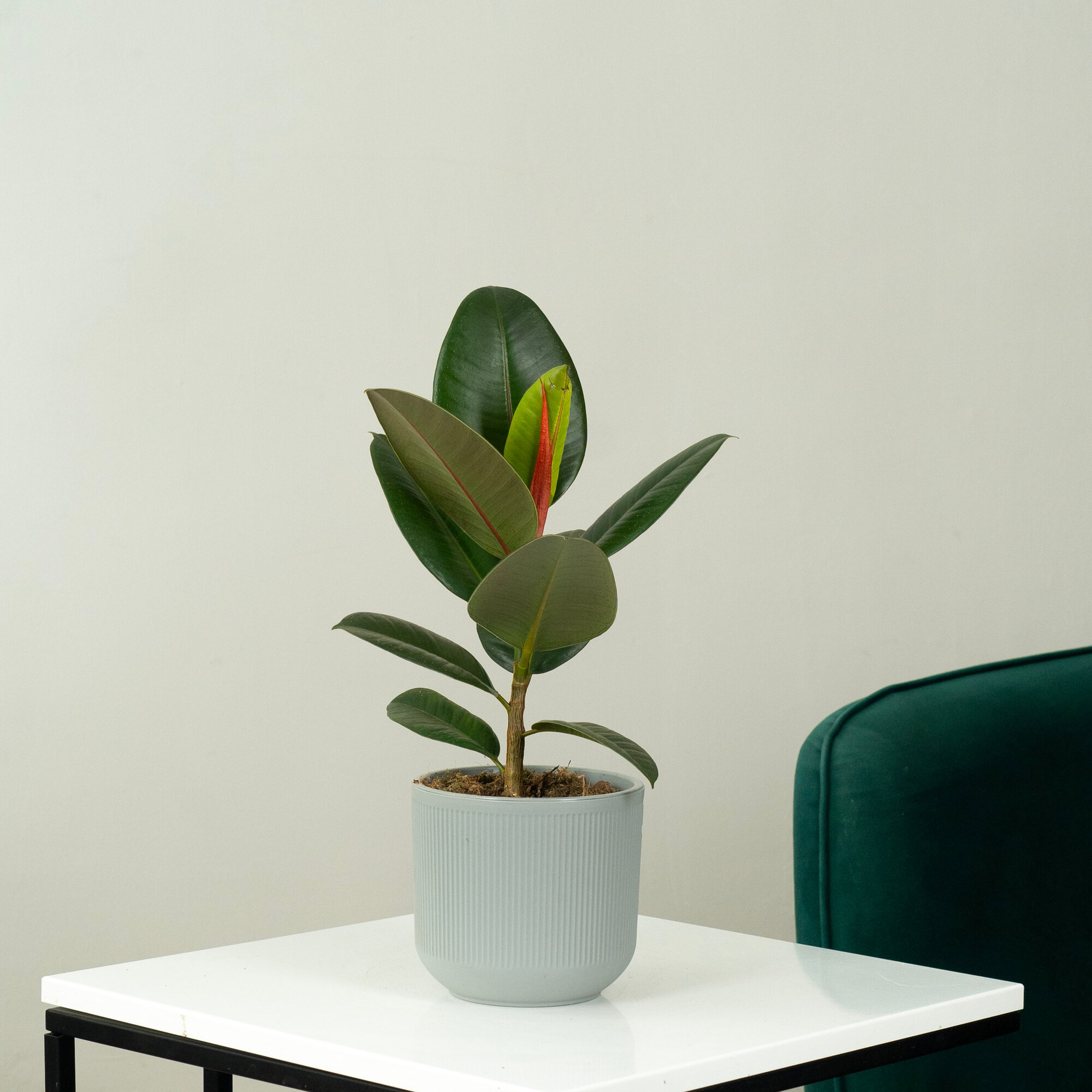 Фикус домашний , Фикус Эластика в стильном кашпо — фото 1