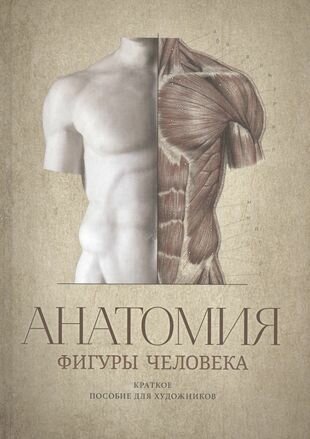 Анатомия фигуры человека. Краткое пособие для художников. Выпуск 1. Учебное пособие - фото №2