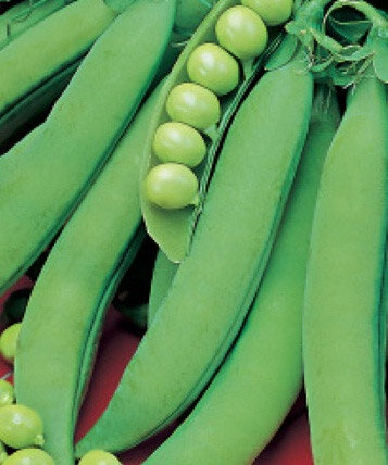 Семена Горох Оскар Агро сахарный 10г (Агрос)