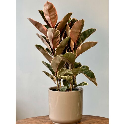 Фикус Эластика Белизе 3pp (d24 / h95)