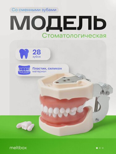 Изображение товара Стоматологическая модель верхней и нижней челюсти с контуром десны