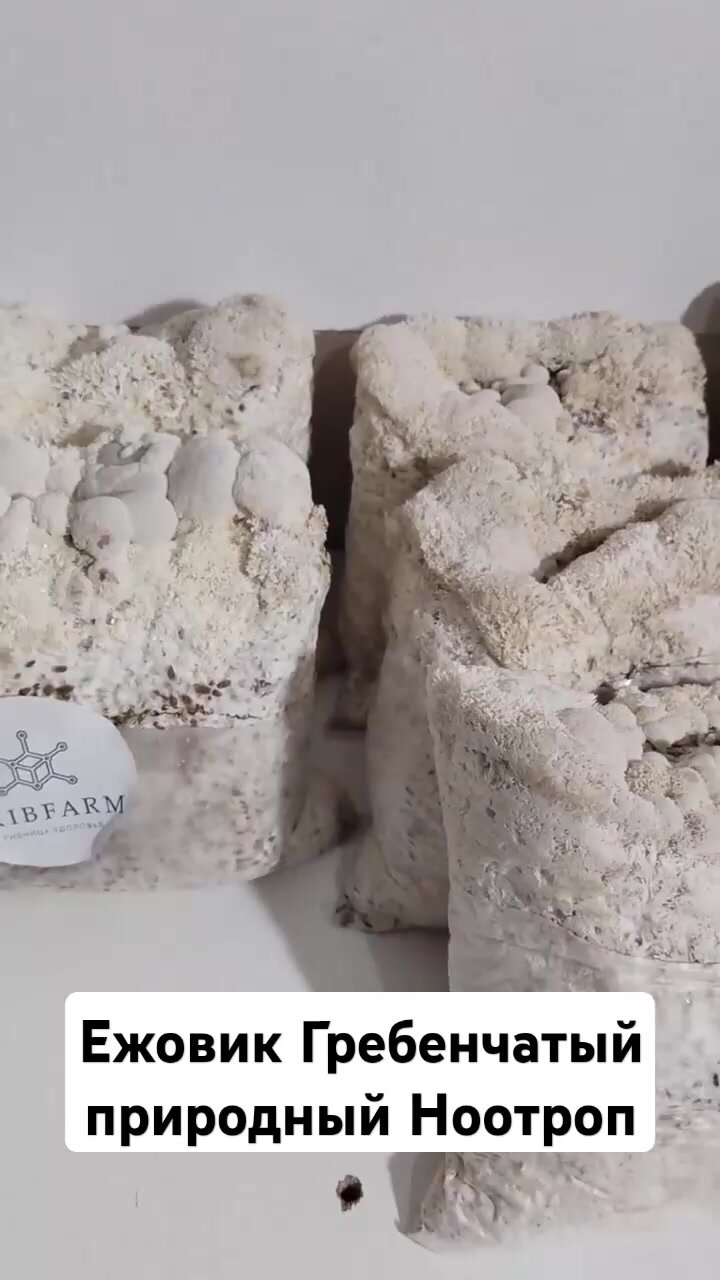 Мицелий Ежовика гребенчатого Lion's Mane GribFarm, 500г, для микродозинга и ноотропов — фото 1