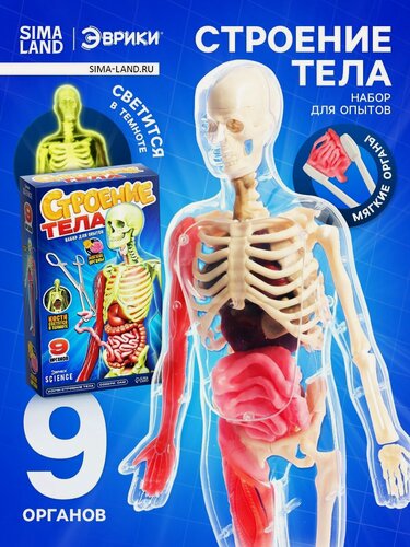 Изображение товара Набор для опытов "Строение тела" светящееся с мягкими органами, Эврики