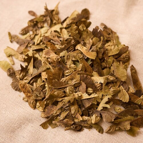 Семена декоративного Клена бородатого, 5 грамм (примерно 100 шт)