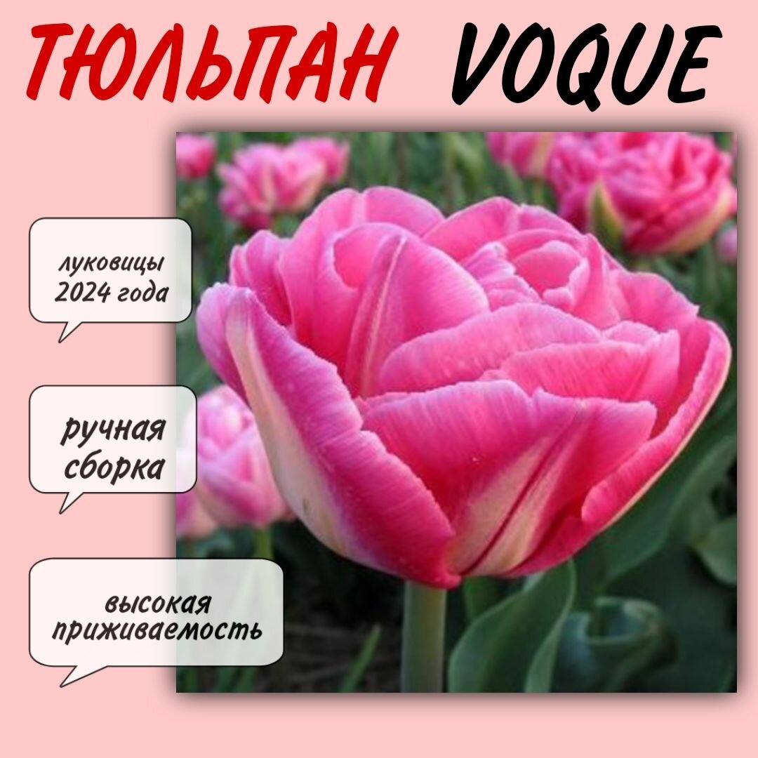 Луковицы тюльпана, сорт "Voque", 3 шт