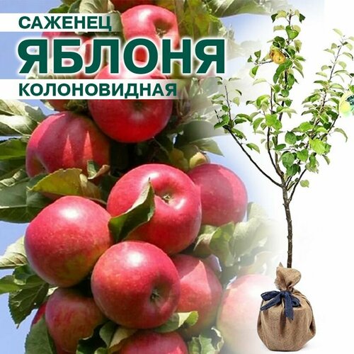 Саженцы яблони Малиновое ожерелье колоновидная яблоня московское ожерелье колоновидная
