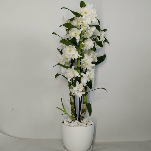 Дендробиум белый в керамическом кашпо