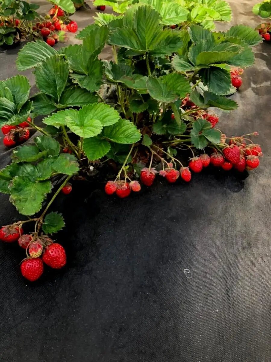 Укрывной спанбонд Агросетка-Юг, черный, 4,2x10 м, толщина 60 микрон — фото 1