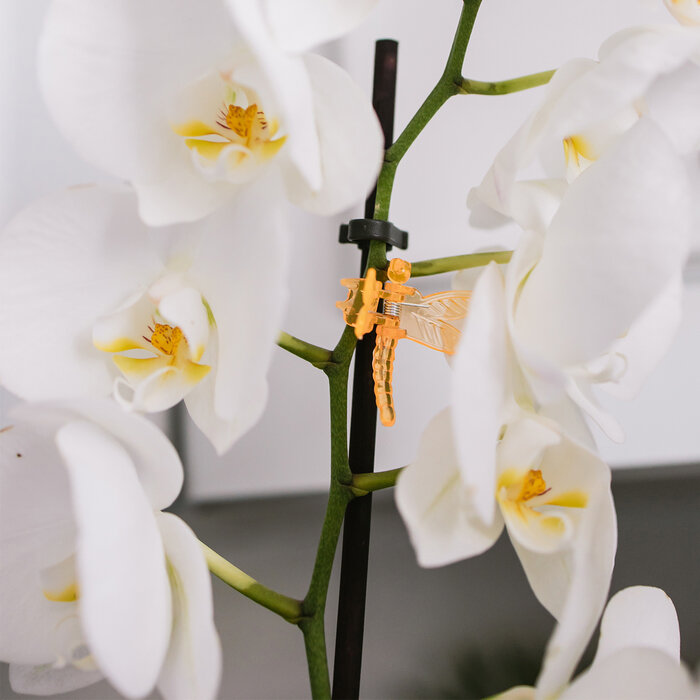 Клипса для растений «Стрекоза» набор 10 шт микс Greengo