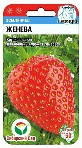 Земляника Женева