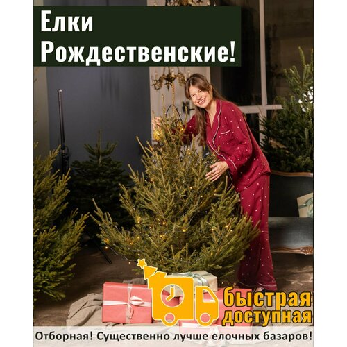 Елка живая новогодняя Русская ель 175-200 см Ёлки-зелёные, без подставки