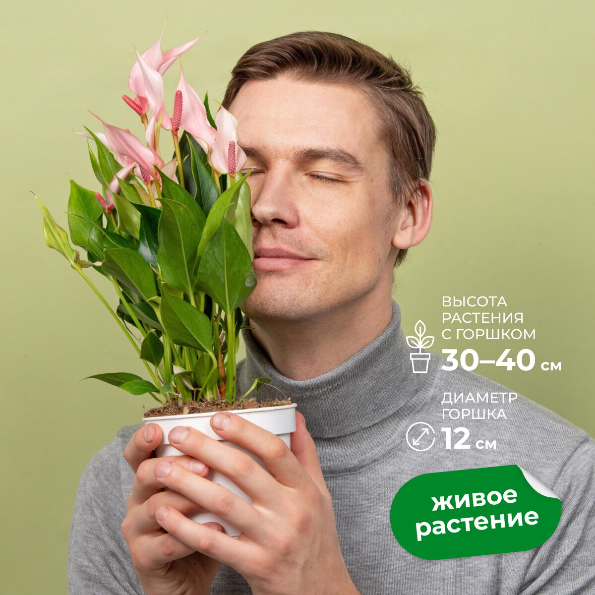 Антуриум Лили лучевидный высота 40 см в технологическом горшке d12 см