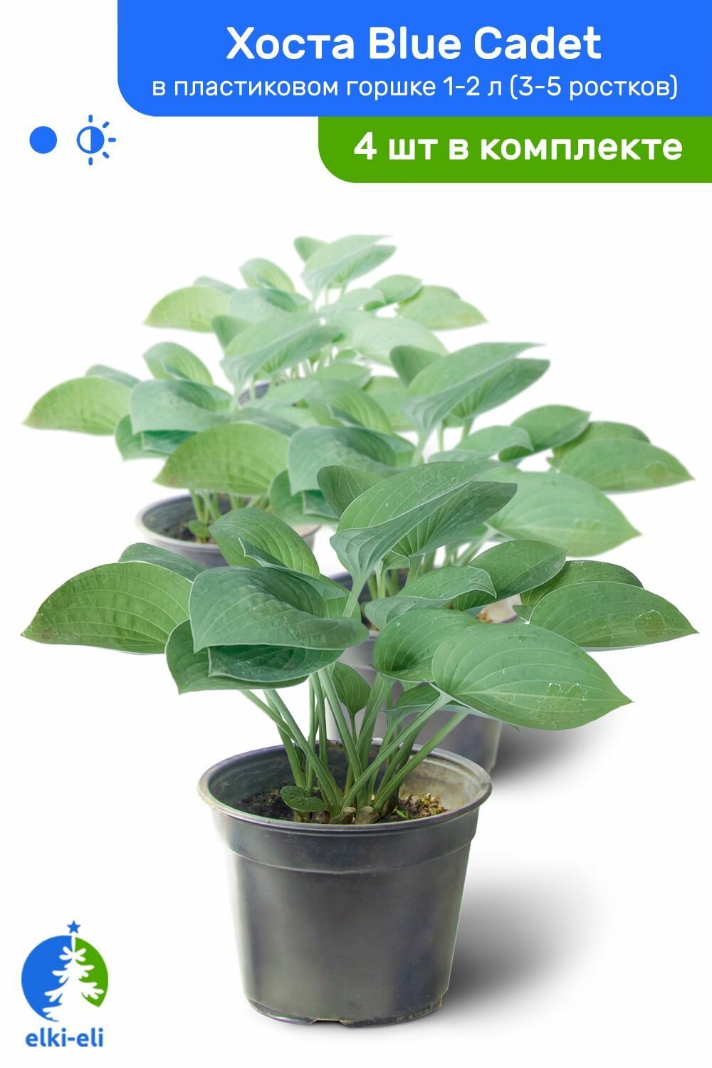 Хоста Blue Cadet (Блю Кадет) в пластиковом горшке 1-2 л травянистый многолетник саженец комплект из 4 шт
