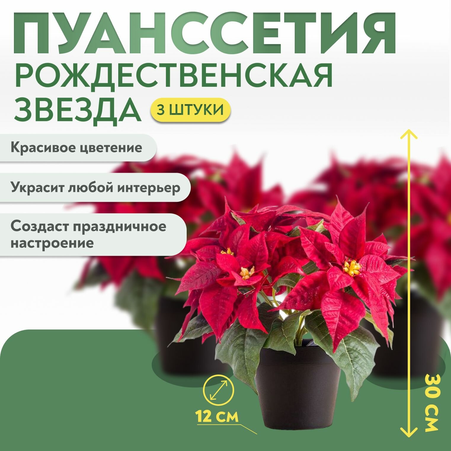 Пуансеттия 