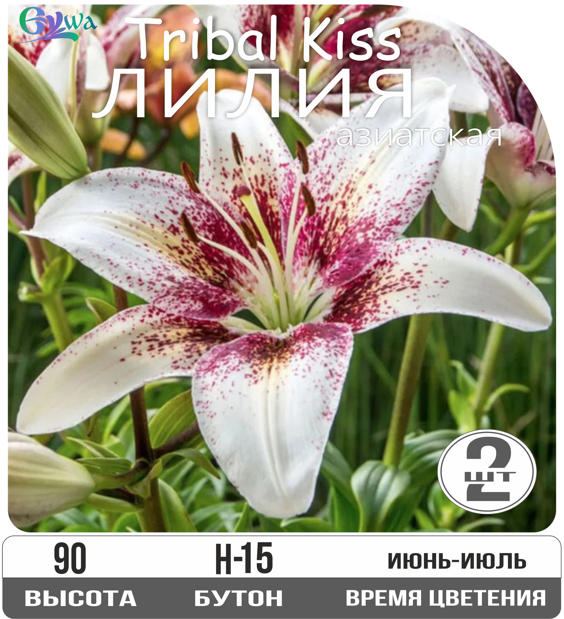 Луковицы лилии Трайбл Кисс  азиатские многолетние высота 90 см белые 2 шт. Eywa
