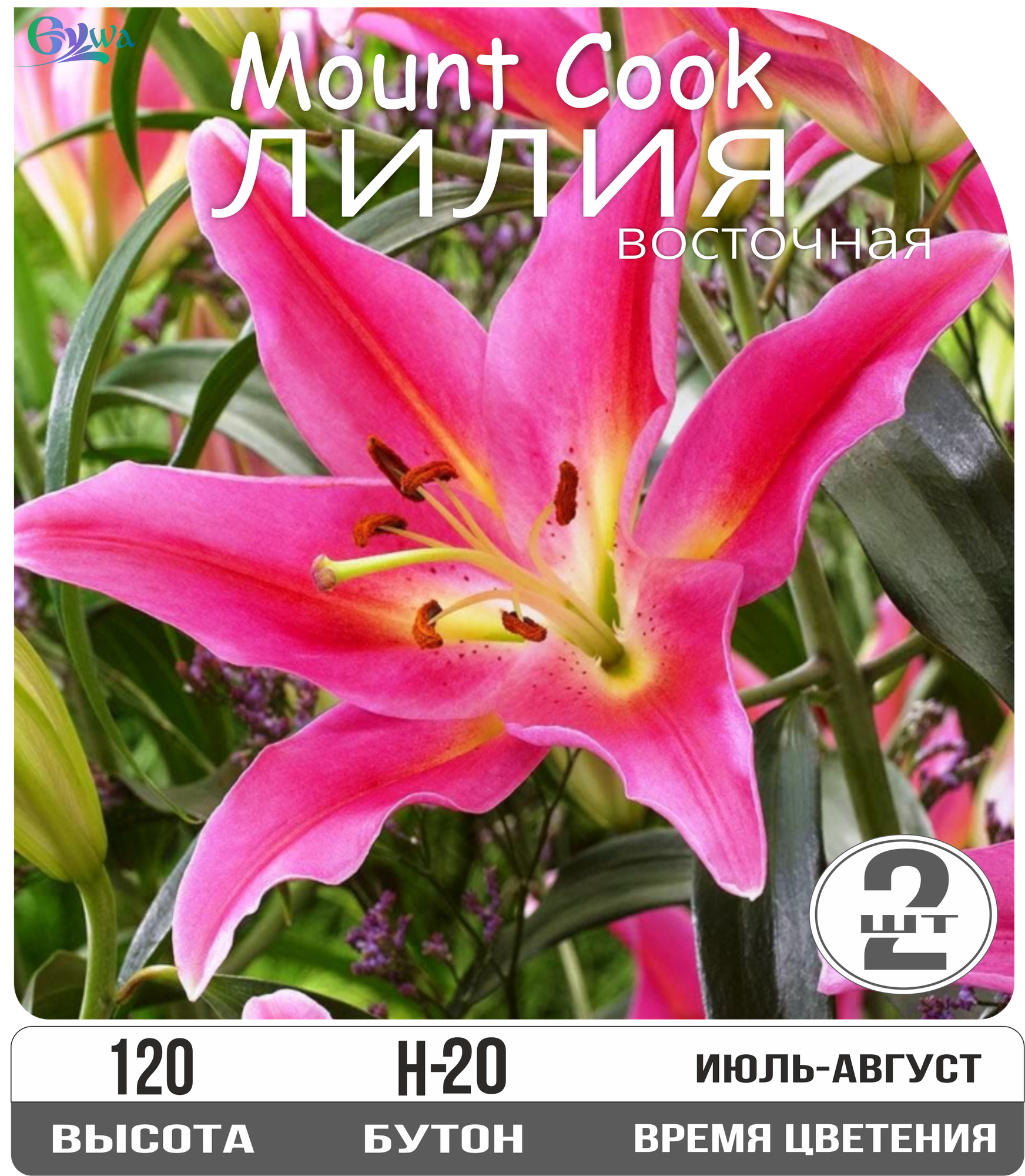 Лилия луковицы многолетние Маунт Кук восточные многолетник высота 120см розовый 2шт.