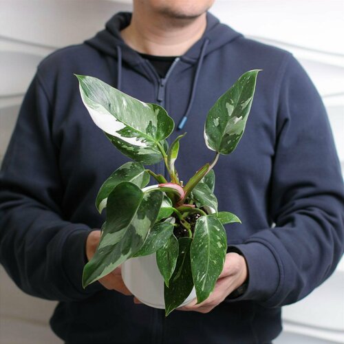 Комнатное растение живое Филодендрон Вайт Принцесс в белом пластиковом горшке со вставкой 40 см 4230₽