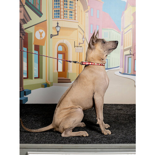 фото Ошейник japan premium pet с накопительной флюоресценцией хотару (ночной светлячок) для собак, красный, размер ss