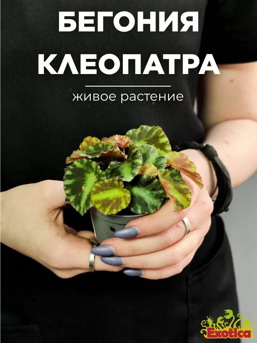 Бегония Рекс Клеопатра (Begonia Rex Cleopatrae) D6см растение