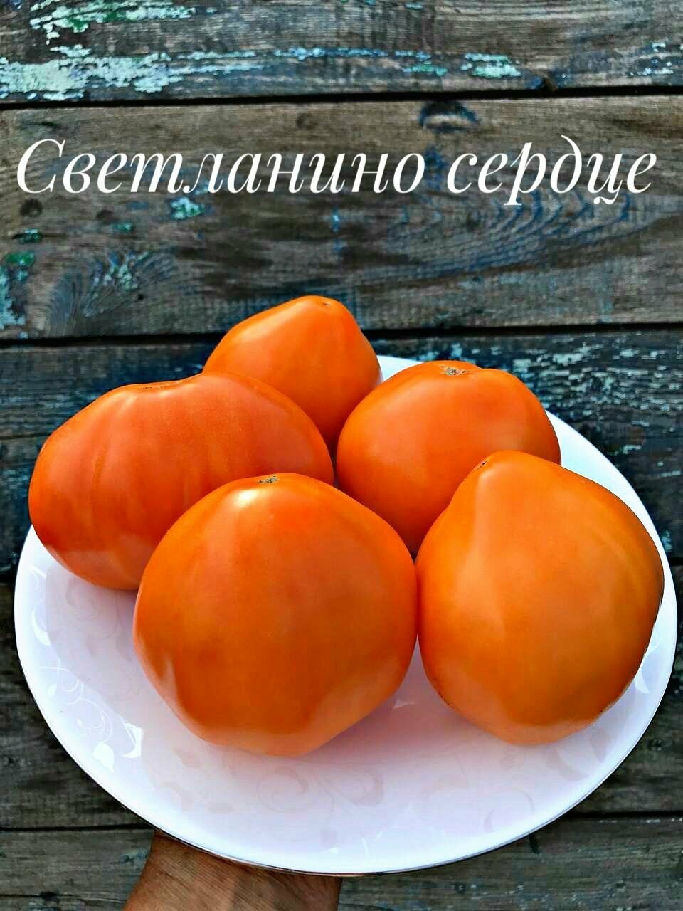 Коллекционные семена томата Светланино Сердце