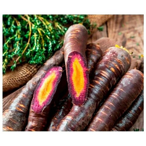 Коллекционные семена моркови Фиолетовая Королева F1